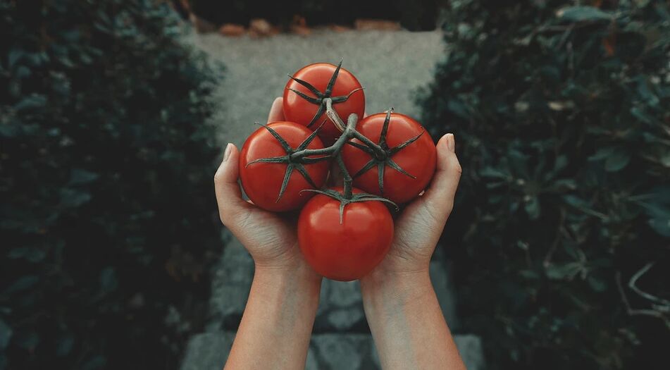 Pomidor prostata saratoni xavfini kamaytiradi